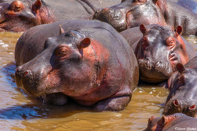 Africa-Hippopotamus Head