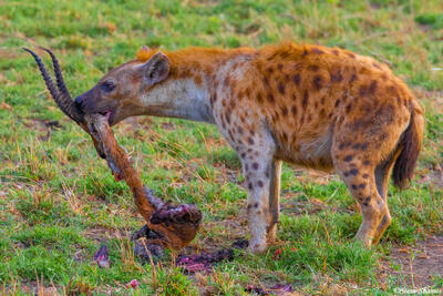 Africa-Hyena Stealing Scraps