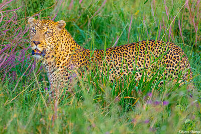 Africa-Leopard in Grass