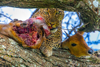 Africa-Leopard Lunch