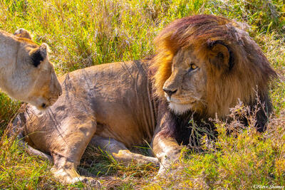 Africa-Lion Couple