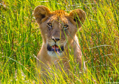 Africa-Lion Cub in Tall Grass