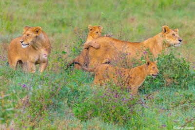 Africa-Lion Family