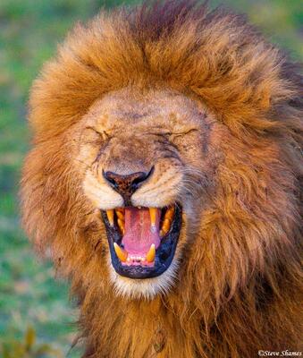 Africa-Lion Grimacing