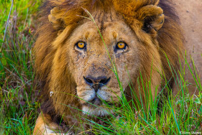 Africa-Lion in Grass