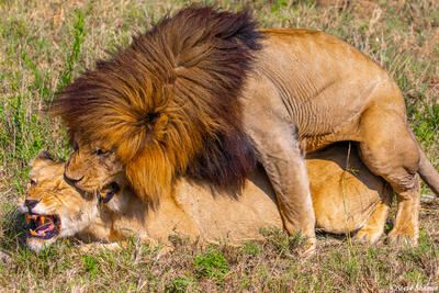 Africa-Lion Mating Game