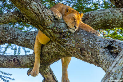 Africa-Lion Siesta
