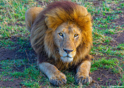 Africa-Lion Watching Us