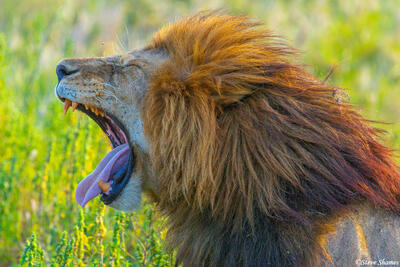 Africa-Lion Yawning