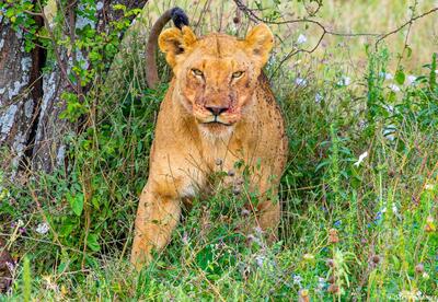 Africa-Lioness
