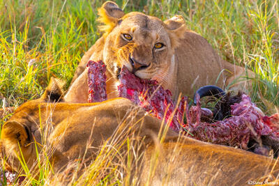 Africa-Lioness Crunching Ribs