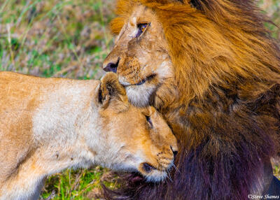 Africa-Lioness Ready To Mate