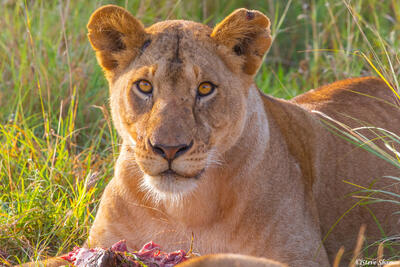 Africa-Lioness Watching Us