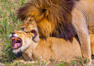 Africa-Lions Baring Teeth