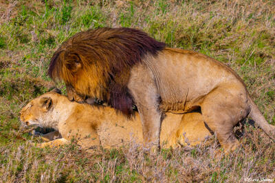 Africa-Lions Mating
