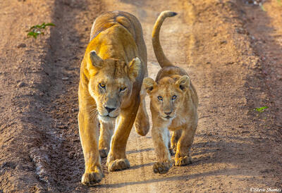 Africa-Lions Strolling
