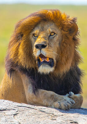 Africa-Male Lion Posing
