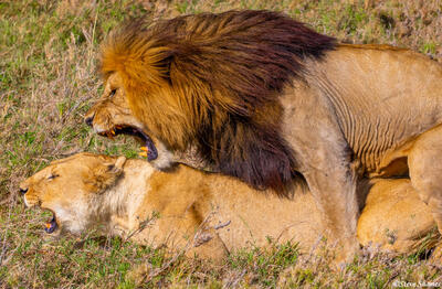 Africa-Mating Lions