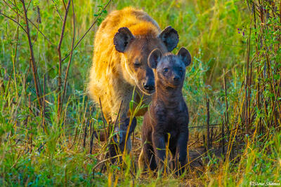 Africa-Mother and Pup Hyena