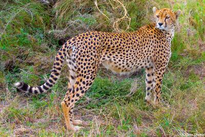Africa-Mother Cheetah
