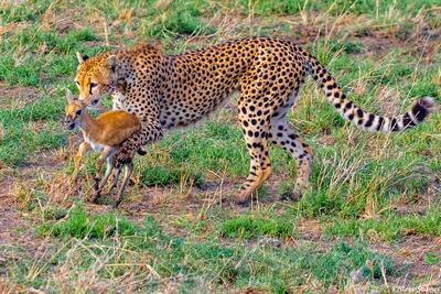 Africa-Mother Cheetah Catches Gazelle