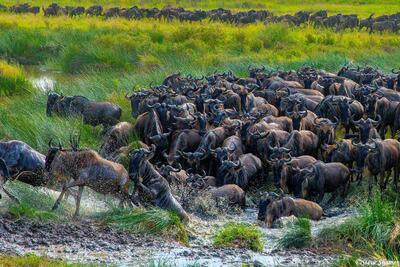 Africa-Panicky Wildebeest Herd