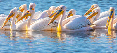 Africa-Pelicans