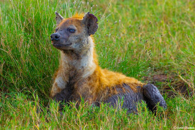 Africa-Raggedy Eared Hyena