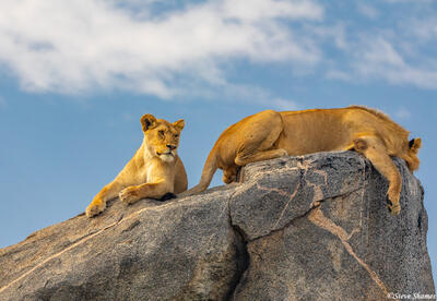 Africa-Relaxing on Rocks