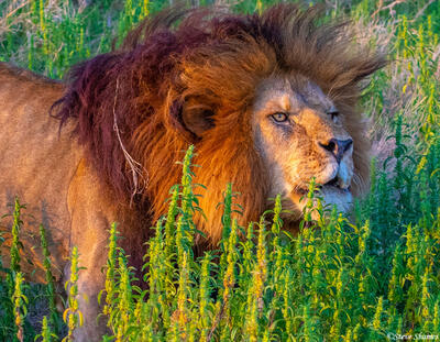 Africa-Roaring Lion