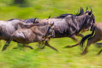 Africa-Running Wildebeests