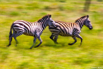 Africa-Running Zebras