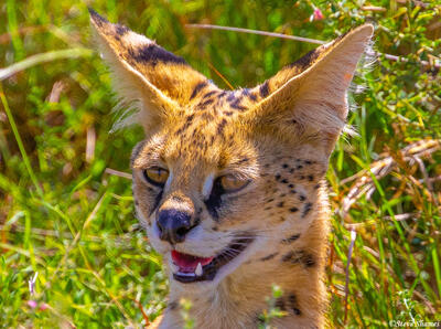 Africa-Serval Cat Portrait