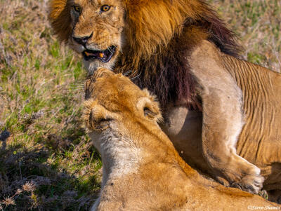 Africa-Shocked Lion