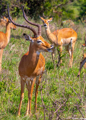Africa-Singing Impala