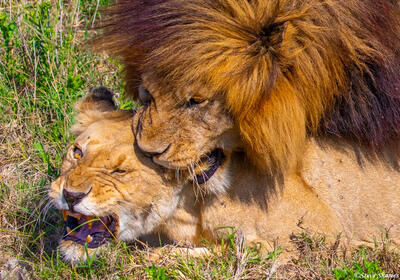 Africa-Snarling Lions