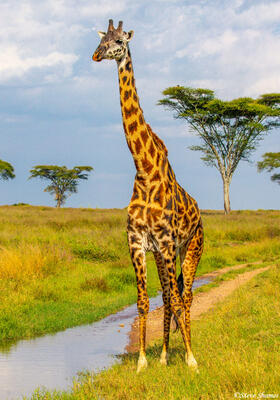 Africa-Solo Giraffe