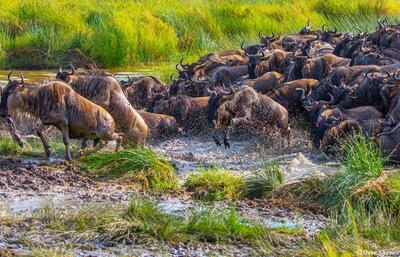 Africa-Splashing Through Creek