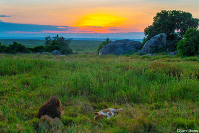 Africa-Sunrise on Lions