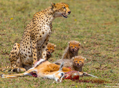 Africa-Three Little Cheetah Cubs