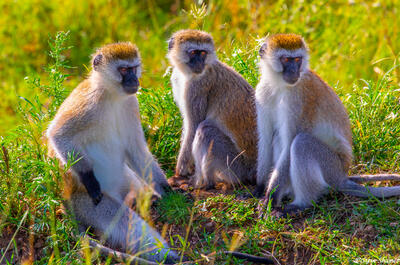 Africa-Three Monkeys