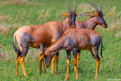 Africa-Topi Antelope