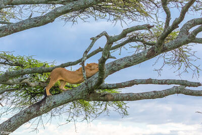 africa-tree-lion