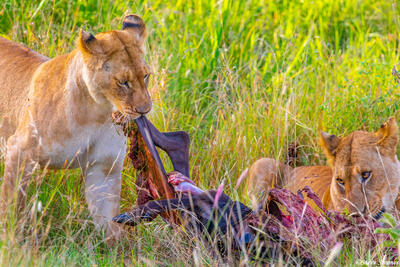 Africa-Two Lions Eating