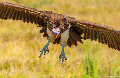 Africa-Vulture Coming in to Land