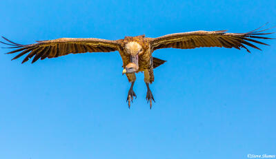 Africa-Vulture Flying