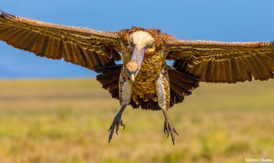 Africa-Vulture Ready To Land
