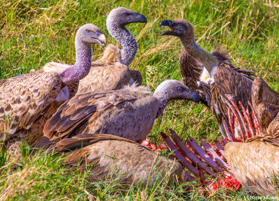 Africa-Vultures Picking Ribs