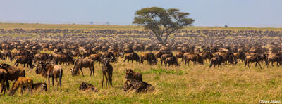 Africa-Wildebeest Everywhere