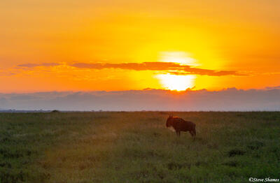 Africa-Wildebeest Sunrise